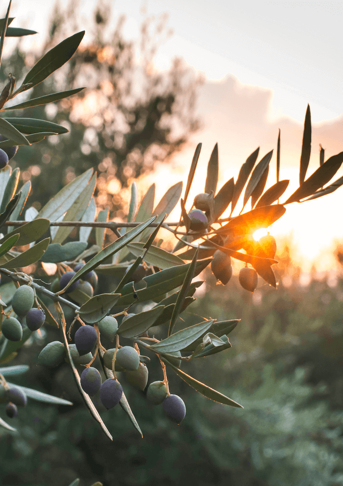 DOMAINE VALOTTINE – ROSÉ AOP COTEAUX D’AIX-EN-PROVENCE - LES VIGNERONS DE GRANET- ROSE DE PROVENCE