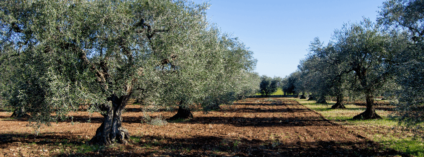 LES VIGNERONS DE GRANET - 2005 ROUTE DE BERRE - 13090 AIX EN PROVENCE - VIN DE PROVENCE - ROUTE DES VINS